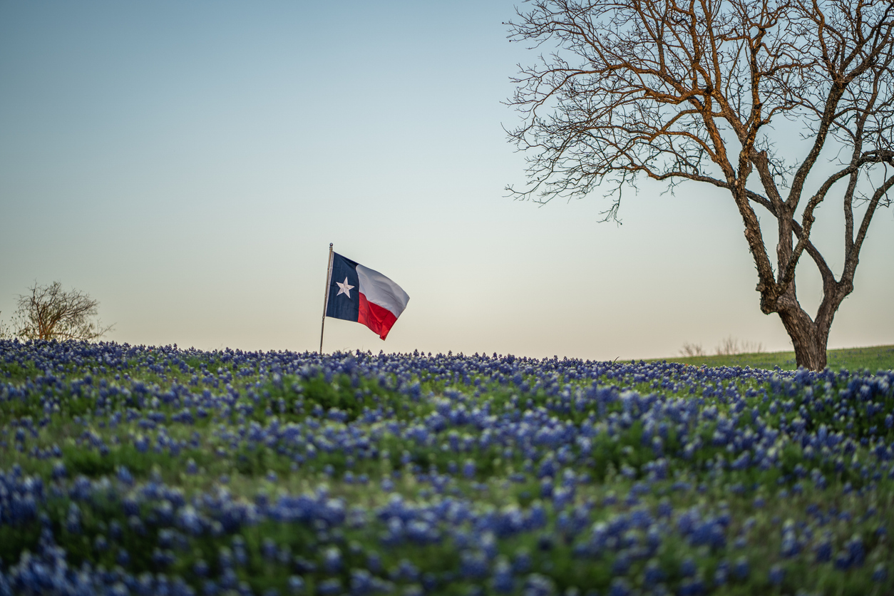 Texas flag blows in the wind in a field of blue flowers. There are two trees in the background. The Valley List is the #1 resource for website design in Alamos Heights, Texas.